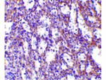 IL-32 Antibody in Immunohistochemistry (Paraffin) (IHC (P))