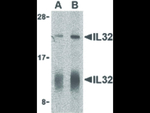 IL-32 Antibody in Western Blot (WB)