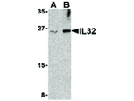 IL-32 Polyclonal Antibody