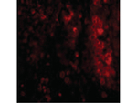IL-33 Antibody in Immunocytochemistry (ICC/IF)
