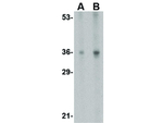 IL-33 Antibody in Western Blot (WB)