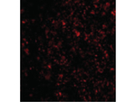 IL-33 Polyclonal Antibody
