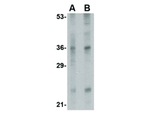 IL-33 Antibody in Western Blot (WB)