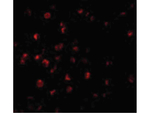 ILP-2 Antibody in Immunocytochemistry (ICC/IF)