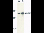 ILPIP Antibody in Western Blot (WB)
