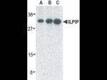 ILPIP Antibody in Western Blot (WB)