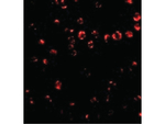 Integrin alpha 4 Polyclonal Antibody
