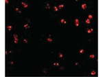 Integrin alpha 4 Polyclonal Antibody