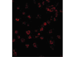 IPAF Antibody in Immunocytochemistry (ICC/IF)