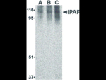 IPAF Antibody in Western Blot (WB)