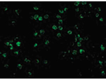 IRAK2 Antibody in Immunocytochemistry (ICC/IF)