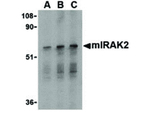 IRAK2 Antibody in Western Blot (WB)