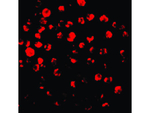 IRAK2 Antibody in Immunocytochemistry (ICC/IF)
