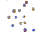 IRE1p Polyclonal Antibody