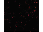 IRE1p Antibody in Immunocytochemistry (ICC/IF)