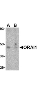 ORAI1 Antibody in Western Blot (WB)