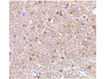 NogoA Polyclonal Antibody