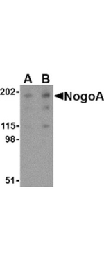 NogoA Antibody in Western Blot (WB)