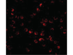 ARF-BP1 Antibody in Immunocytochemistry (ICC/IF)