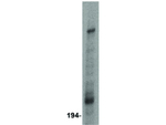 ARF-BP1 Antibody in Western Blot (WB)