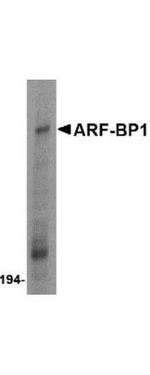 ARF-BP1 Antibody in Western Blot (WB)