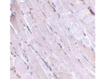 Wnt10B Polyclonal Antibody