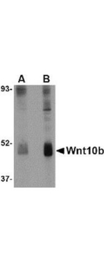 Wnt10B Antibody in Western Blot (WB)