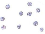 MPYS Polyclonal Antibody