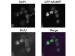 BrdU Antibody in Immunocytochemistry (ICC/IF)