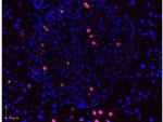 BrdU Antibody in Immunohistochemistry (Paraffin) (IHC (P))