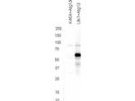 Phospho-ATG13 (Ser318) Polyclonal Antibody