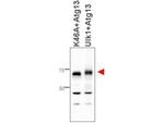 ATG13 Polyclonal Antibody