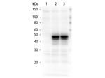HICE1 Antibody in Western Blot (WB)