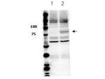 Phospho-STAT3 (Tyr705) Antibody in Western Blot (WB)