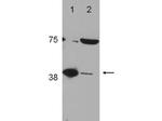 POLB Antibody in Western Blot (WB)