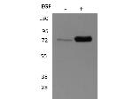 p90 RSK1 Antibody in Western Blot (WB)
