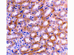 IRF3 Antibody in Immunohistochemistry (Paraffin) (IHC (P))