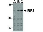 IRF3 Antibody in Western Blot (WB)