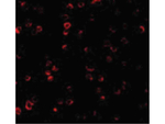 IRF3 Polyclonal Antibody