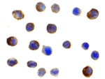 IRF3 Antibody in Immunohistochemistry (Paraffin) (IHC (P))