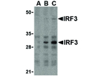 IRF3 Antibody in Western Blot (WB)