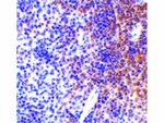 IRF7 Antibody in Immunohistochemistry (Paraffin) (IHC (P))