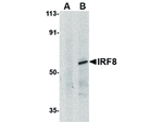 IRF8 Antibody in Western Blot (WB)