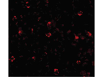 IRGC Antibody in Immunocytochemistry (ICC/IF)