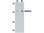 IRGC Antibody in Western Blot (WB)