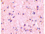 IRGM Antibody in Immunohistochemistry (Paraffin) (IHC (P))