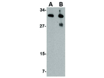 IRGM Antibody in Western Blot (WB)