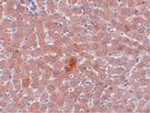 JMJD1A Antibody in Immunohistochemistry (Paraffin) (IHC (P))