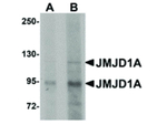 JMJD1A Antibody in Western Blot (WB)
