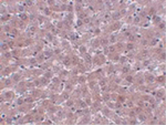 JMJD1B Antibody in Immunohistochemistry (Paraffin) (IHC (P))